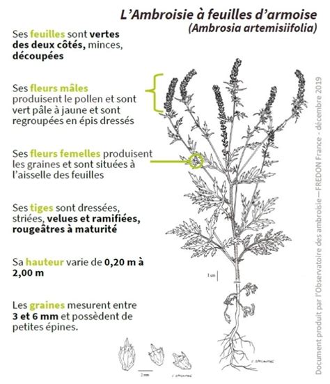 L ambroisie un enjeu de santé publique au cœur de nos campagnes