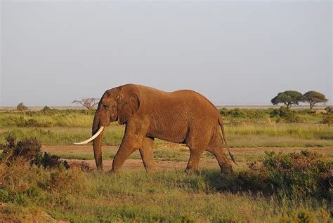 Loxodonta Africana African Savanna Elephan Flickr