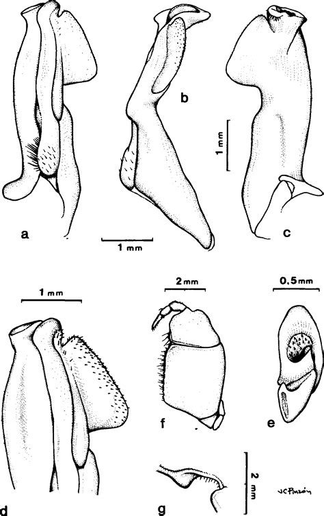 Figure From Two New Species Of Freshwater Crabs Of The Genus