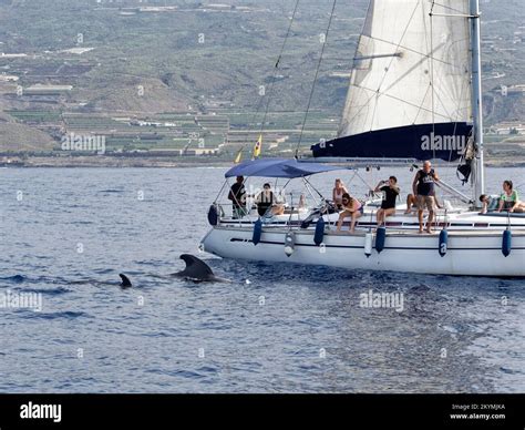 Short Finned Pilot Whale Globicephala Macrorhynchus Mother And Calf