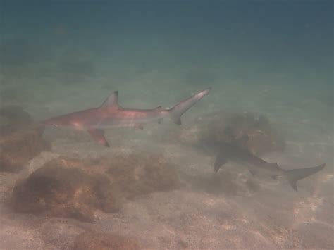 Carcharhinus Galapagensis Gal Pagos Shark Snorkeling Report