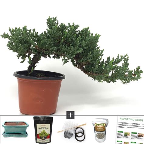 Bonsai Start Kits | Gift Plants | Pre Bonsai