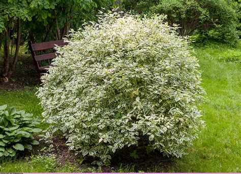 Cornus alba (Red-Barked Dogwood, Siberian Dogwood, Tatarian Dogwood ...