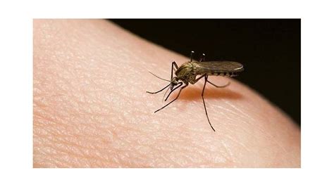 Adiós mosquitos insecticida casero con sólo 3 ingredientes