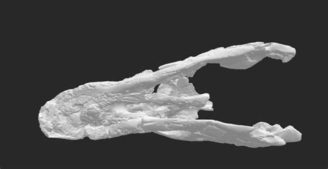 Archelon Skull Free 3d Model 3d Printable Cgtrader