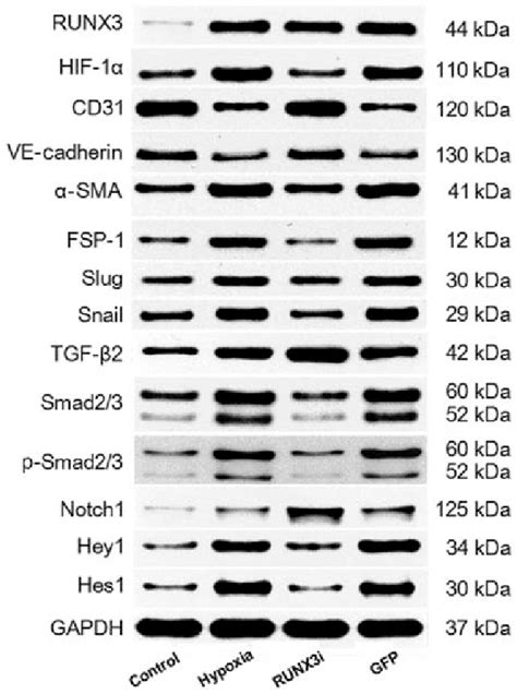 Western Blotting Of Runt Related Transcription Factor 3 Runx3 And Its Download Scientific