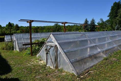 На Рівненщині вирощують молодий ліс - Горинь інфо