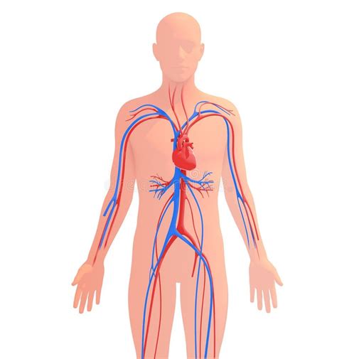 Anatomical D Illustration Of The Human Circulatory System Stock