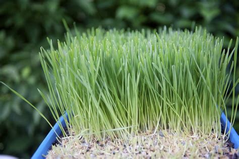 How Long Does It Take To Grow Wheatgrass Hunker