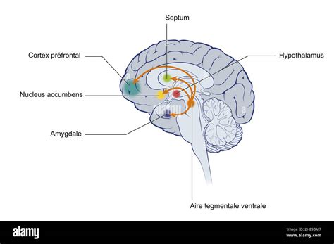 El Sistema De Recompensa Cerebral Amigo O Enemigo Microbacterium