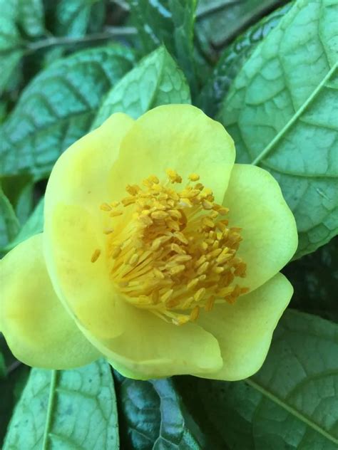 Yellow Camellia Plant Care And Growing Basics Water Light Soil