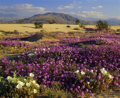 Anza-Borrego Desert Flowers - Anza-Borrego Desert