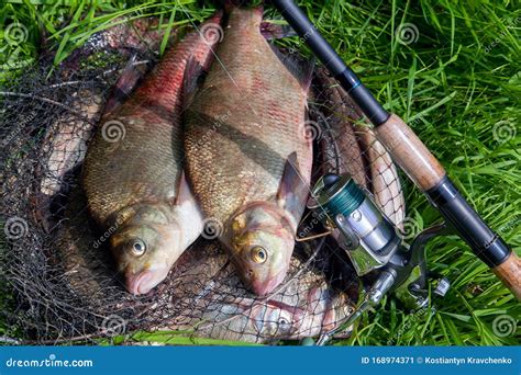 Two Big Freshwater Common Bream Fish and Fishing Rod with Reel on ...