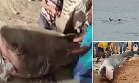 Egypt Starts Work On Mummifying Shark That Devoured Russian Tourist