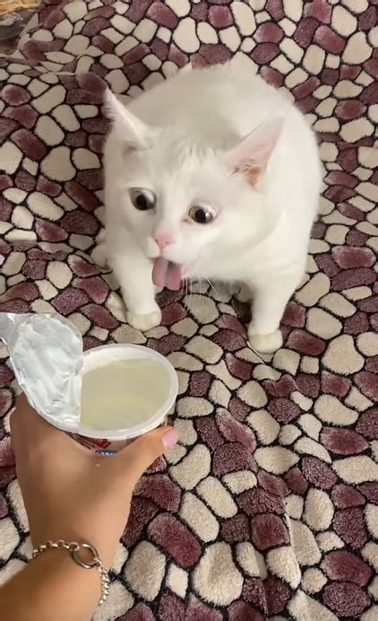 White Cat Sour Cream Throw Up Vomit Memes Imgflip