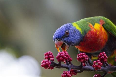 14 Dazzling Types Of Parrots