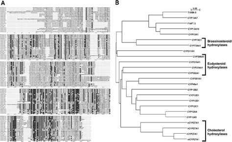 Computational Analysis Of Sterol Hydroxylases The D Melanogaster