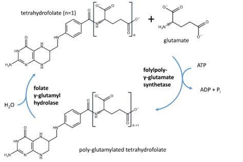 Folylpolyglutamate Synthase Proteopedia Life In D