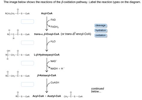 Solved: The Image Below Shows The Reactions Of The Beta-ox... | Chegg.com