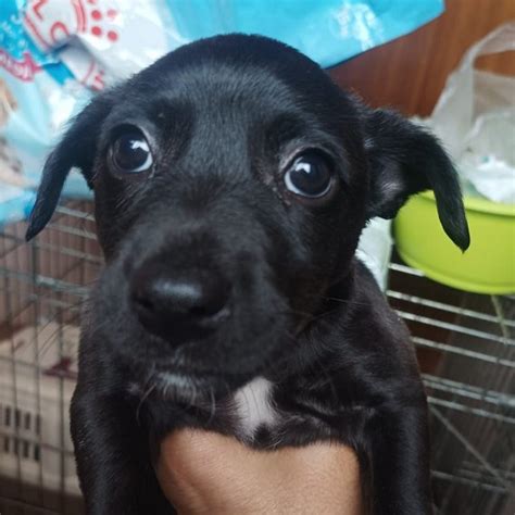 Nueva Vida Adopciones On Twitter Madrid Pimpon Ha Sido Abandonado