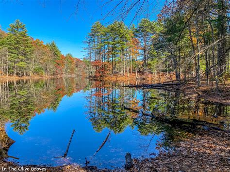 See The Beauty In Massachusetts State Parks In The Olive Groves