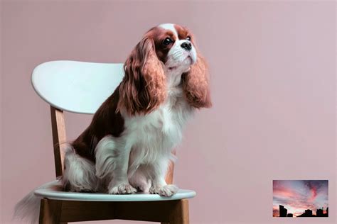 image color transfer match colors   click  ai