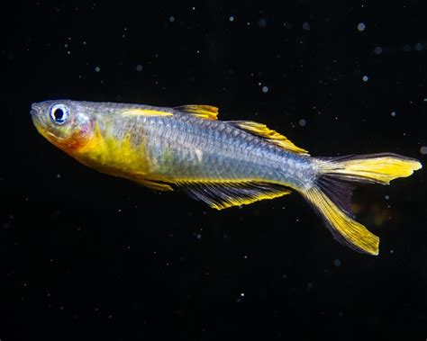 Forktail Rainbow Fish 1cm