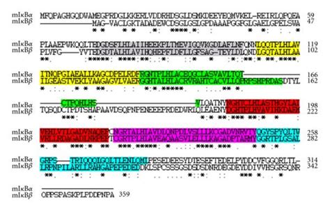 Amino Acid Sequence Comparison Between I B And I B A Alignment Of