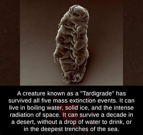 This creature known as the Tardigrade can live in the intense radiation ... 