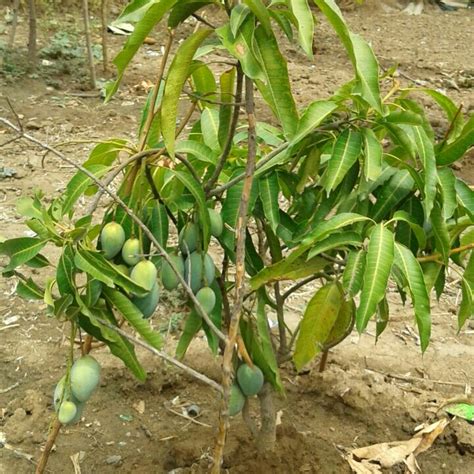 Manera Indica Ataulfo Mango In Gardentags Plant Encyclopedia