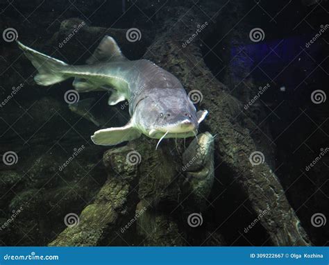 Atlantic Sturgeon, Large Sturgeon in a Marine Aquarium. Stock Image ...