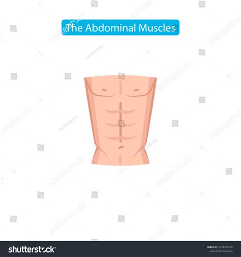 Abdominal Muscles Fit Icon Perfect Abdominal Stock Vector Royalty Free