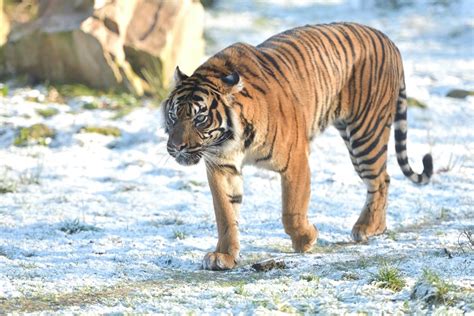 Amazing Facts About Tiger You Never Knew