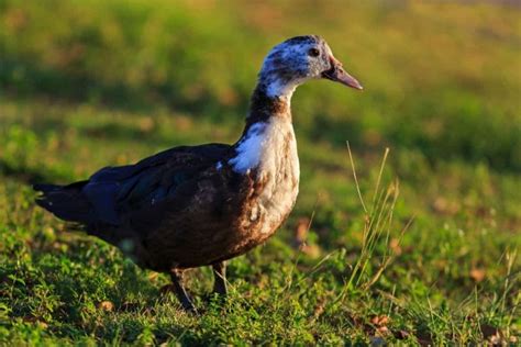 Muscovy Duck Habitat: Where Do They Come From? Their Range Today