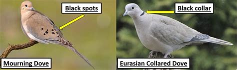 3 Doves And Pigeons That Live In Minnesota Bird Watching Hq