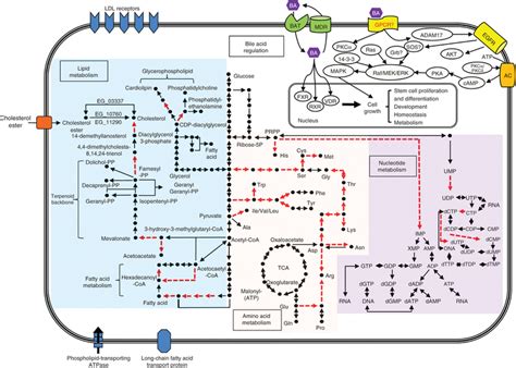 Schematic Of Metabolic Pathways And Bile Acid Regulation In E