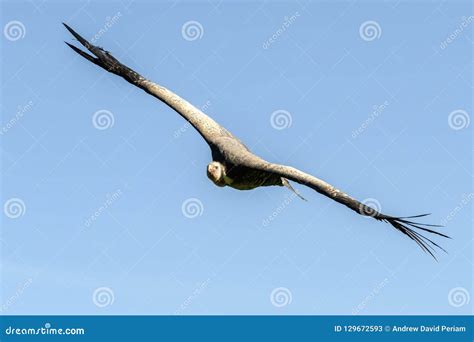 Ruppells Vulture flying stock image. Image of flying - 129672593