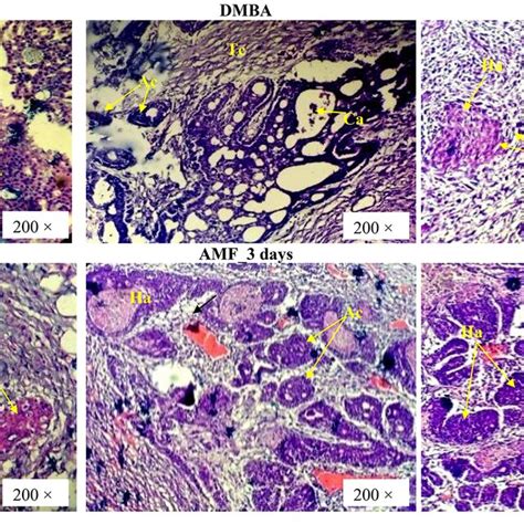 Histopathology Of Mammary Glands And Mammary Tumors Normal Nor And