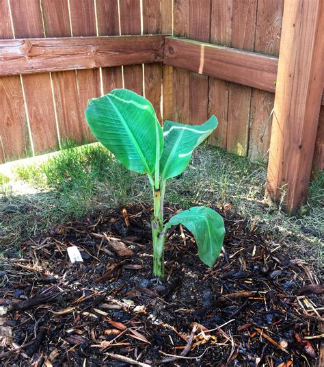 Ice Cream Banana Trees For Sale