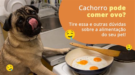 Cachorro pode comer ovo Tire suas dúvidas sobre a alimentação canina