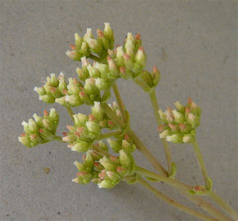 ATROPURPUREA var. ATROPURPUREA (engl./ fr.)