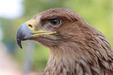 What is the National Animal of Germany Yes Animal