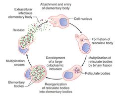 atypical mycobacterium - pictures, photos