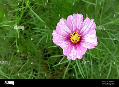 Cosmos Bipinnatus ‘rosetta White Bowl Shaped Flowers With Medium Pink