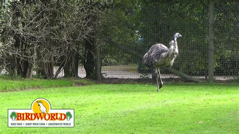 Forest The Emu At Birdworld In Farnham Surrey Live