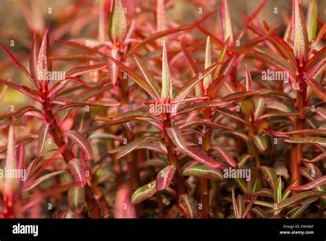 Euphorbia sikkimensis Banque de photographies et dimages à haute