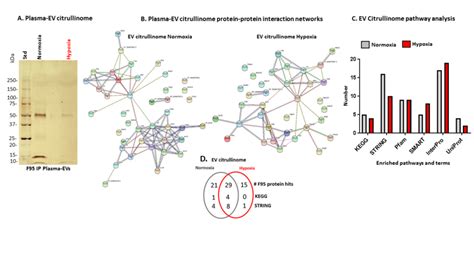 F95 Enriched Protein Cargo Of Plasma EVs EV Citrullinome From