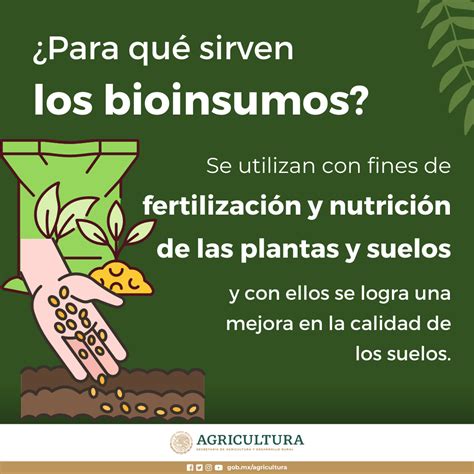 Bioinsumos En El Cultivo De Cacao Nutriendo La Tierra Y Los Frutos