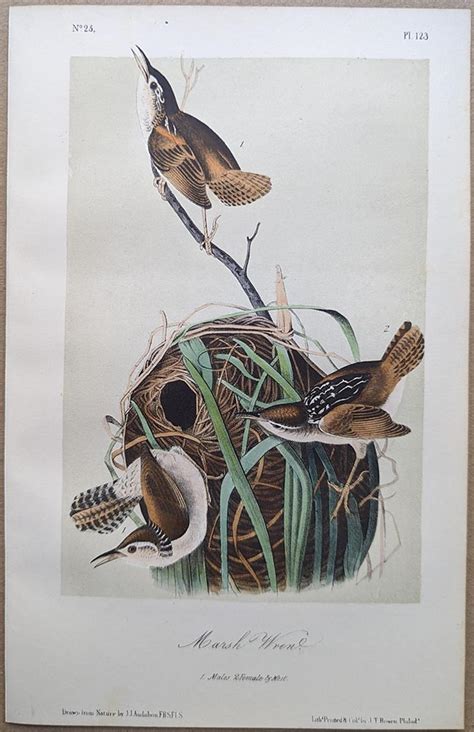 Audubon Octavo Print Marsh Wren Plate 123 3rd Edition Audubon