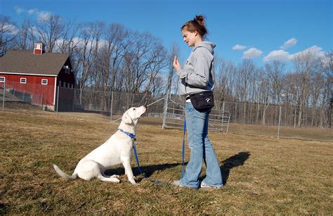 Dog Training Classes | New Hampshire SPCA